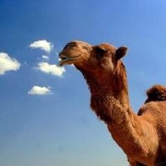 Official page for Conn's Senior Class Council.                                Follow us for news about the best Conn class ever. #camels2015