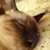 peke 091 (@monzonismanuela) Twitter profile photo