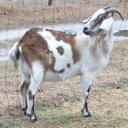 dynamicgirlgoat's profile picture. Official twitter for dynamic people.