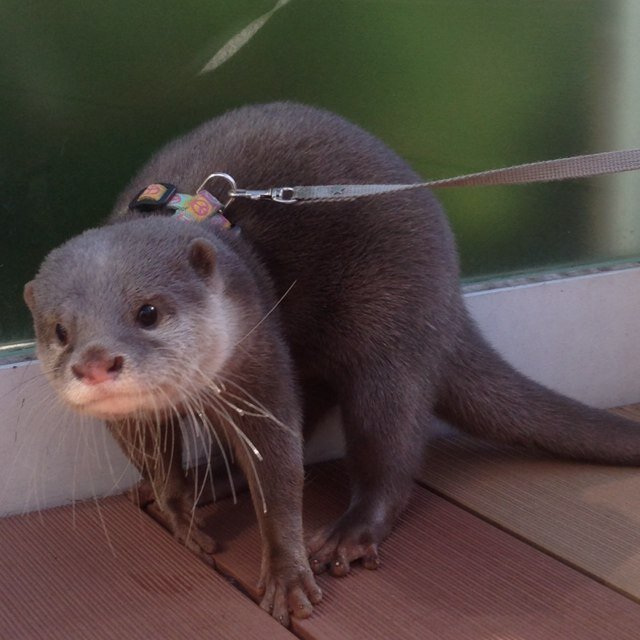 カワウソにはまって水族館、動物園に行ってます。メインはサンシャイン水族館でしたがスペインに移住したので今後は海外ウソメインになります。アイコンはサンシャインの白い悪魔ハクちゃんです。