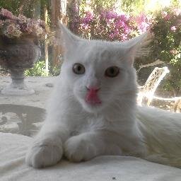 beastsaver's profile picture. 