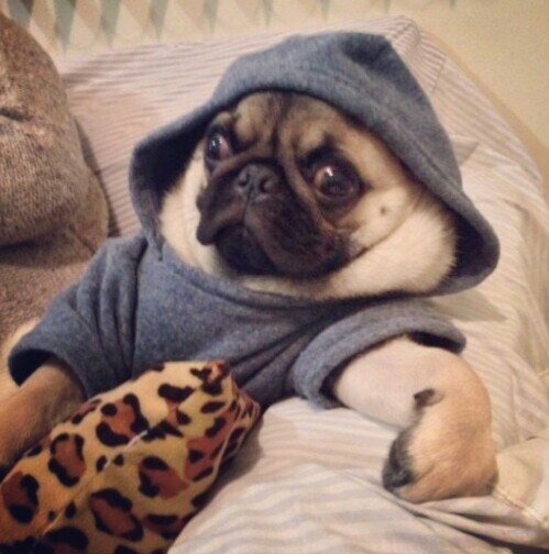 Stoneddbobcat's profile picture. just your friendly neighborhood stoner