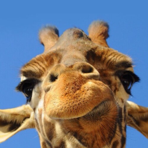 Mayuka0808's profile picture. 