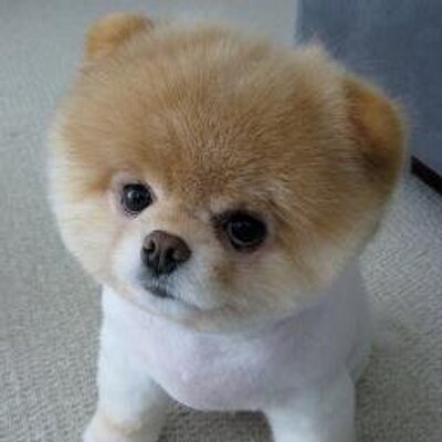 最高にかわいい犬画像 Wancyan Gazou Twitter
