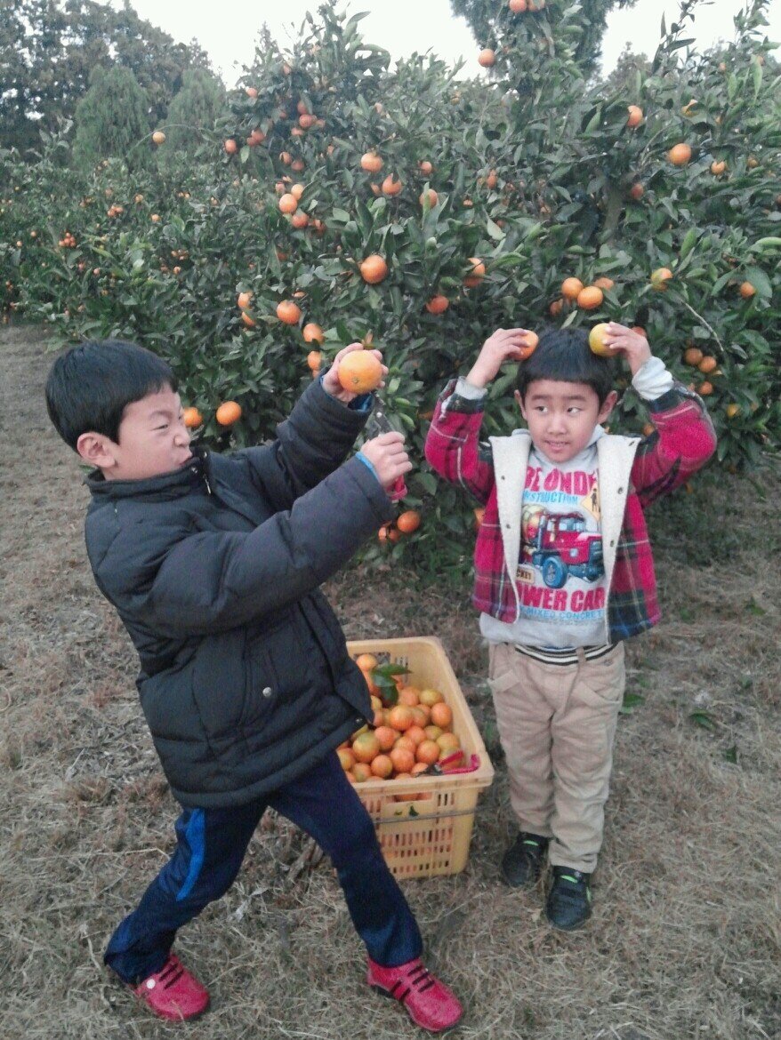 친환경 감귤농사 블루베리재배 하며제주에살고있어요 새콤달콤 귤이생각나면 연락하세요^^맞팔100%로 많은분글과 소통하고싶어요^^