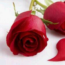 abu3hood11's profile picture. 