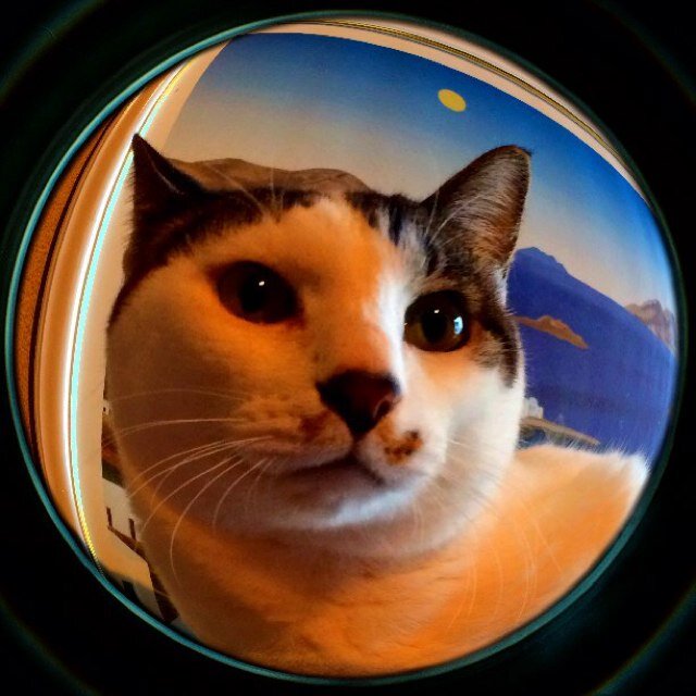 音楽と絵そして猫と本が好き。好きな作家は吉田篤弘さん。たまにライヴハウスと美術館に足を運びます。