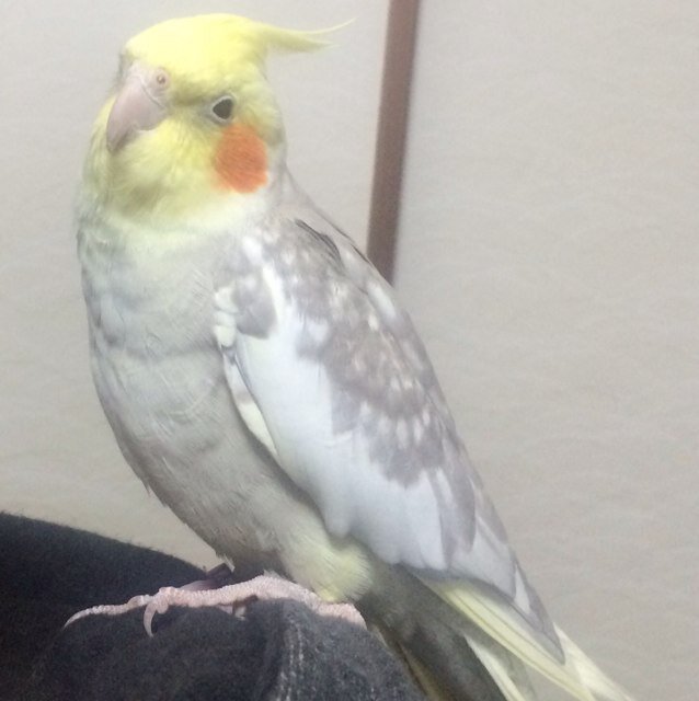 harameeeee's profile picture. 