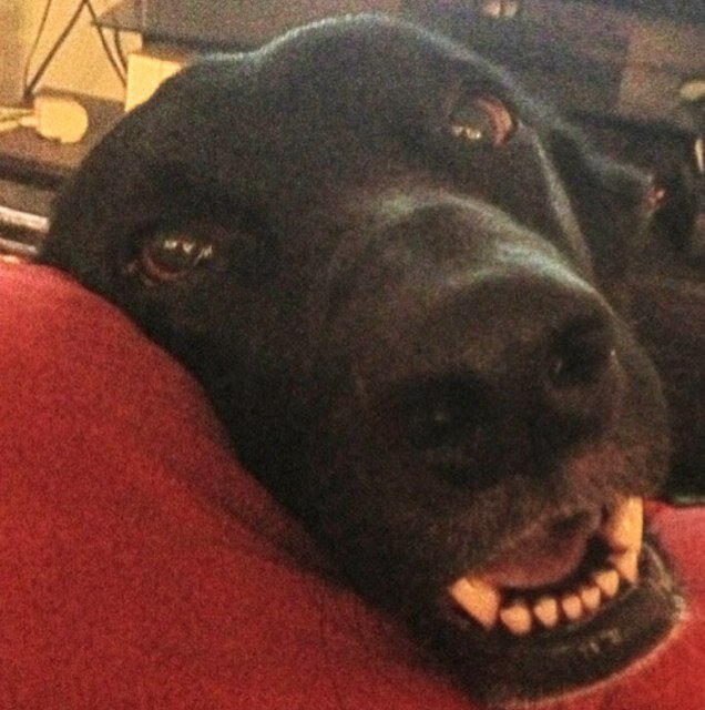 Lover of laughing while i eat, my Familia and my Dog.