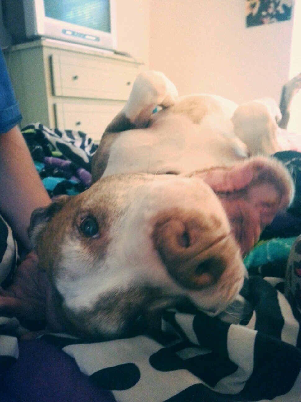 ♚ I'm Redboy | 7 years young | Rednose Pitbull | Owned & loved by @framingchloe_ & @songbeach | #teamfollowback | I'm one awesome K9, (: