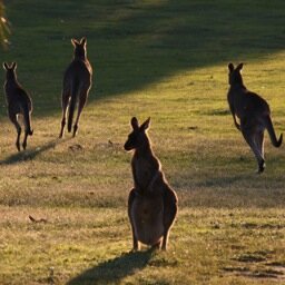 Beaconhillsgolf's profile picture. A beautiful 27 hole golf course nestled in a tranquil bush land setting and situated only 50 minutes from the CBD.
