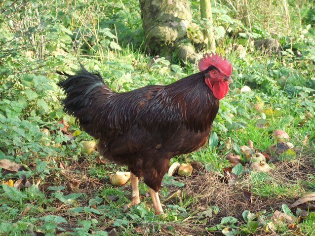 ApplegateOadSt's profile picture. A Kentish family run butcher supplying quality fare much of it sourced from our own farm. Phone: 01795 842006. Two mins from M2 J5 (A249)