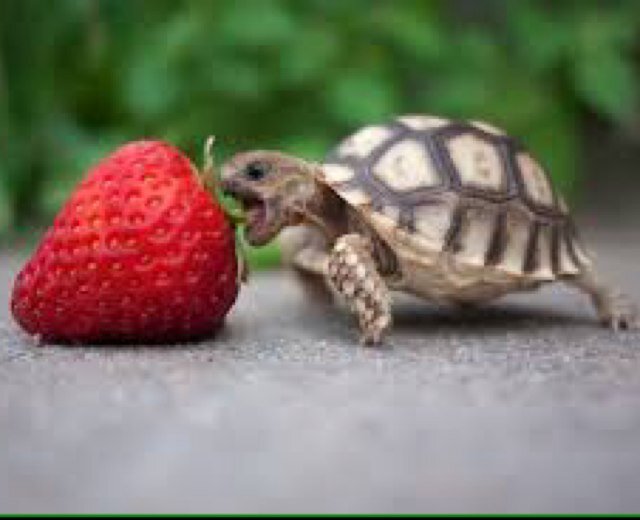 I love music and bands. Haters gonna hate, turtles gonna turtate.
TURTLES RULE THE WORLD