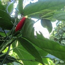 swati_kha's profile picture. 