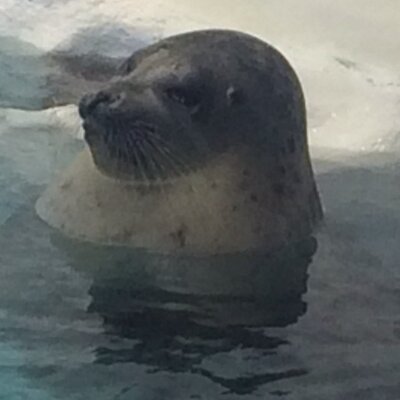 えぺろち_(┐「ε:)_