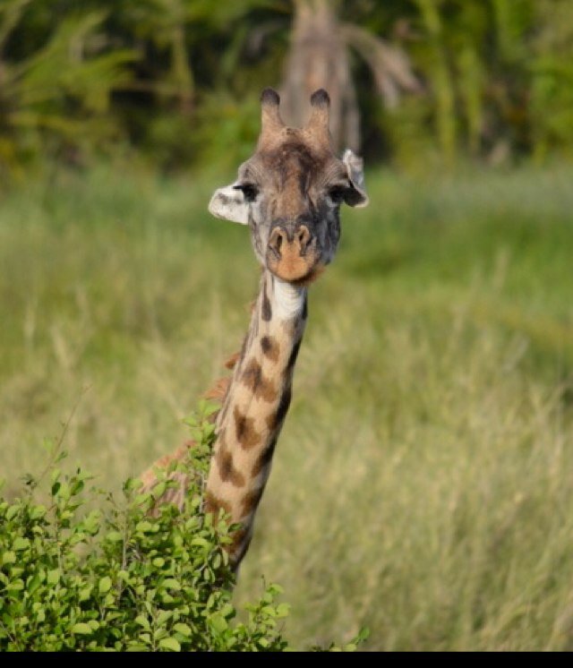 TaillonNadine's profile picture. Enseignante