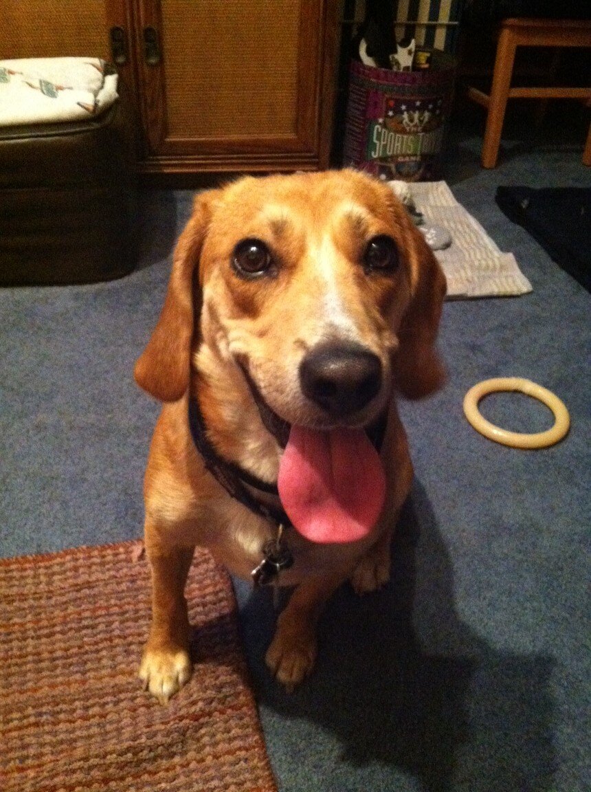 Hello, Rocky here! I'm a Beagle/Labrador mix rescue dog. I love sleeping, chasing squirrels, and being my mommy's shadow.