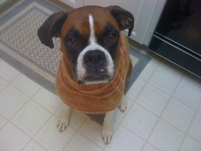 #Blessed Tenacious Servant of Christ | Mom's Caretaker | MULTI-lingual*instrumentalist | Indie Artist | Writer | Teacher | @AuPairChef | sportsNUT | LuvMyBoxer