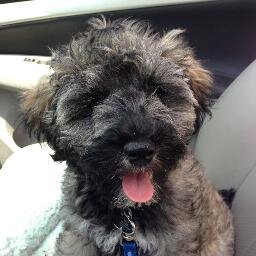 Hi, I'm Mackie, the lazy schnoodle :D