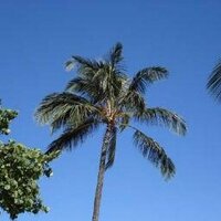 kano (@kano47) 's Twitter Profile
