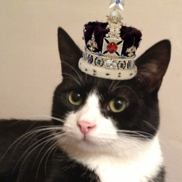 Alan__The__Cat's profile picture. My name is Alan. I like apples & tomato soup. My hobbies include attacking anything that moves, humping anything fluffy and sticking my face in your dinner.