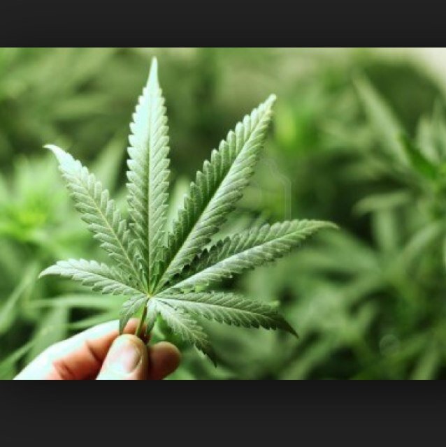 ShakesWolrd_'s profile picture. 