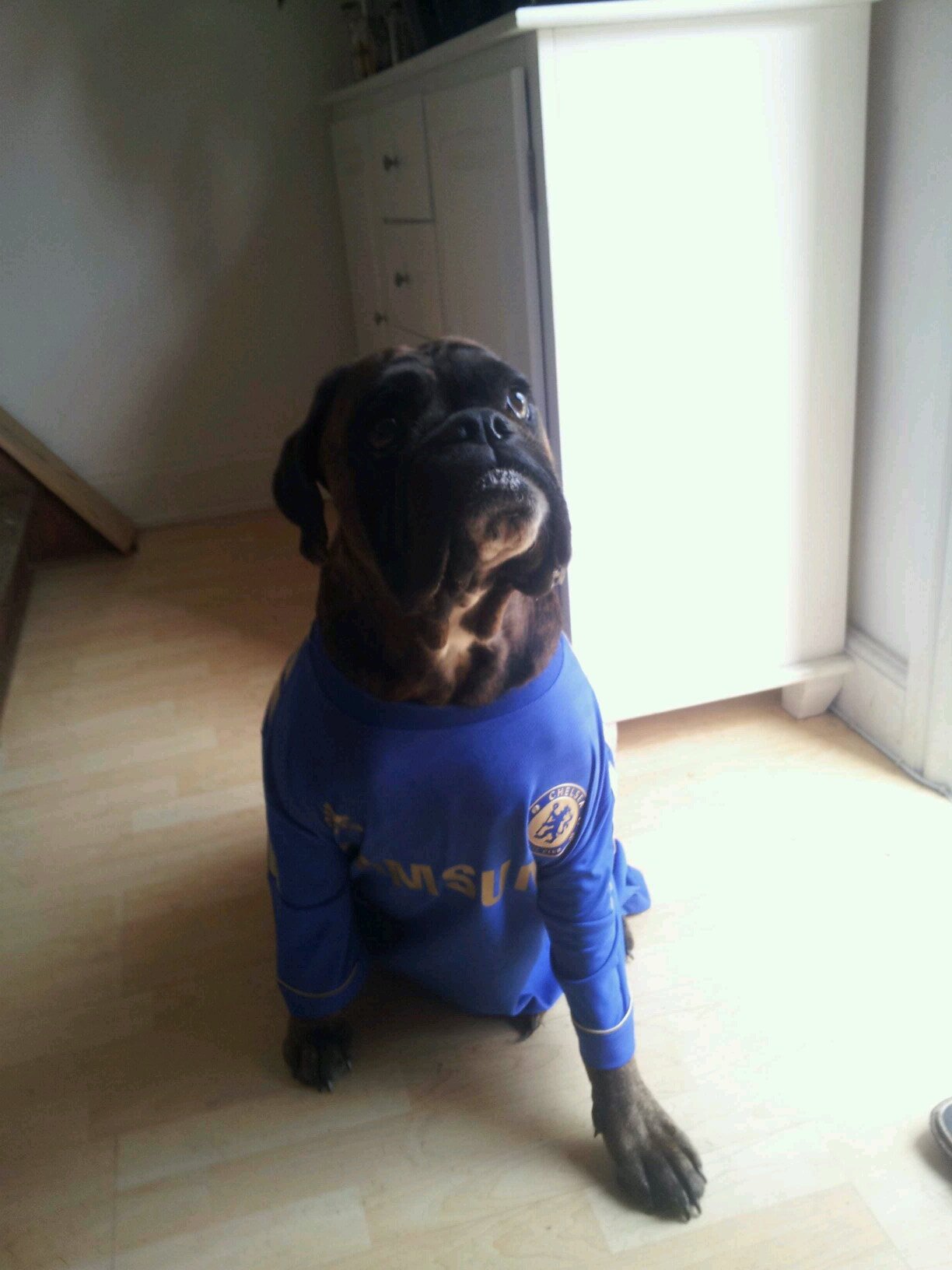 cfcdenmark's profile picture. Chelsea,chelsea,chelsea since 72. enjoying living the countrylife after a lifetime in big cities. its good for me lungs . boxer dog owner and soon breeder