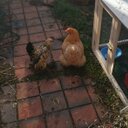 vicky weller - @vickyweller1 - Twitter