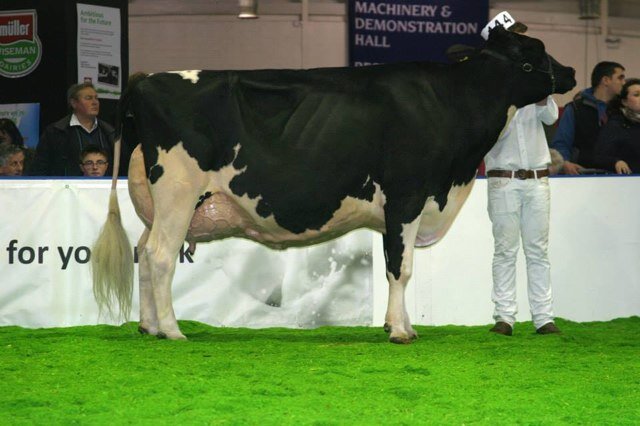 Knowlesmere Holsteins, Shrewsbury. We utilize the worlds top genetics to breed high type, long lasting profitable cows!