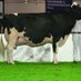 Knowlesmere Holstein (@knowlesmere) Twitter profile photo Knowlesmere Holstein (@knowlesmere) Twitter profile photo