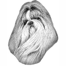 canadian shih tzu club