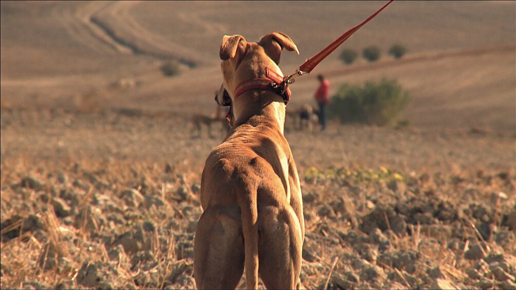 Febrero, el miedo de los galgos,  el 1er documental que plasma la realidad del galgo en España. Una producción de Waggingtale Films @waggingtale