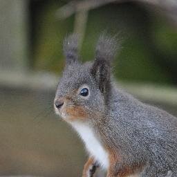 KBLEESE's profile picture. just love finding great wildlife & taking photo of it !!! them leveling it in for someone else too see !!