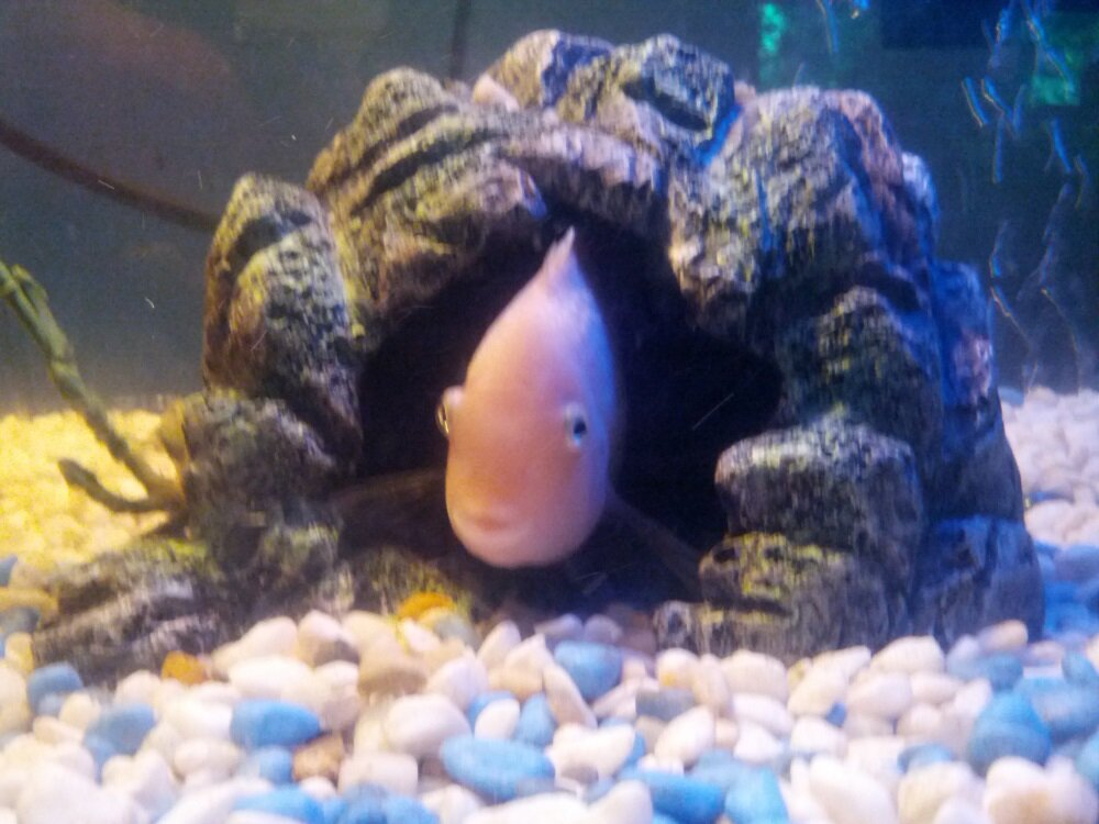 Fish Planet - twitter page for the fresh water community and website at http://t.co/mIruLscVlG