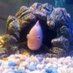 fish planet (@fishplanet1) Twitter profile photo