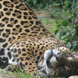 AHMED11ALBORKY's profile picture. 