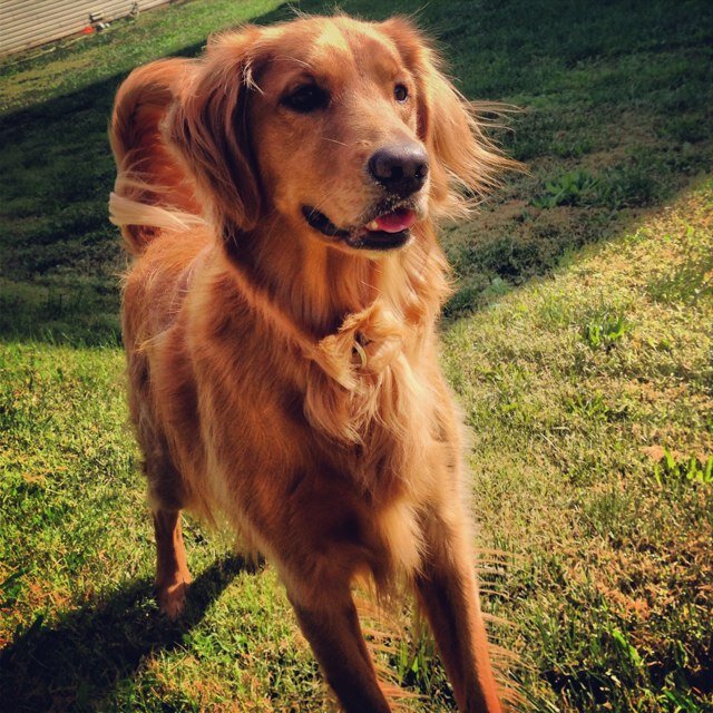 Goldie3269's profile picture. Born Feb.14th,2011 blind.I ran away from a neglitive family. Found a home. Well groomed & fed. Like the people, so I think i'll stay