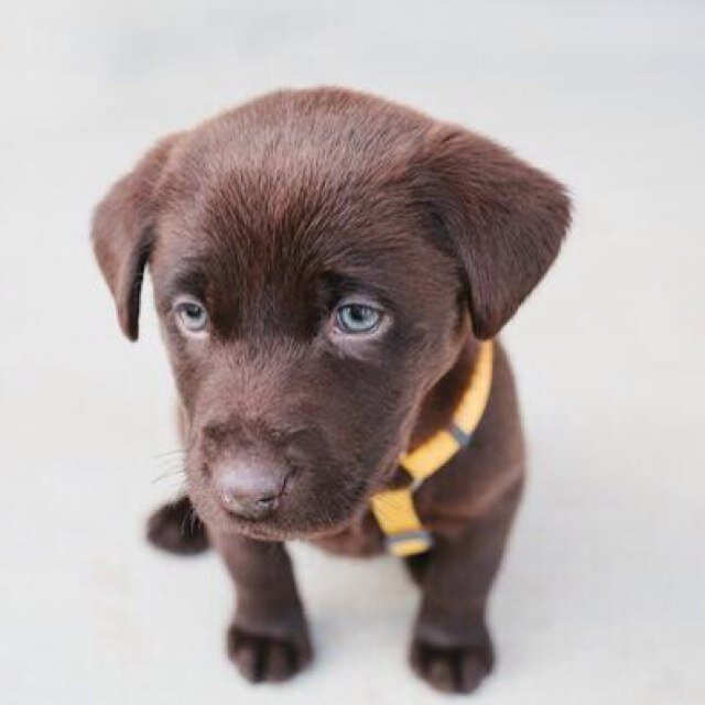 Animales_cor's profile picture. Solidaridad animal en cordoba para perros y gatos abandonados . NO AL MALTRATO ANIMAL.