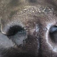 Smith-Blackmore (@marthasmithdvm) 's Twitter Profile Photo Smith-Blackmore (@marthasmithdvm) 's Twitter Profile Photo