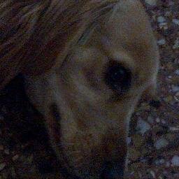 seguime y yo te sigo