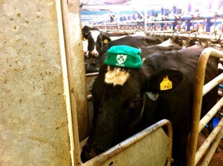 Dairy Farmer in a Partnership called Rathcunikeen Dairy with @johnbourke1 hurling and munster rugby supporter Thurles