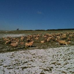 Pasture farmer, 2014 Nuffield Scholar. Breeder of Belclare maternal sheep.