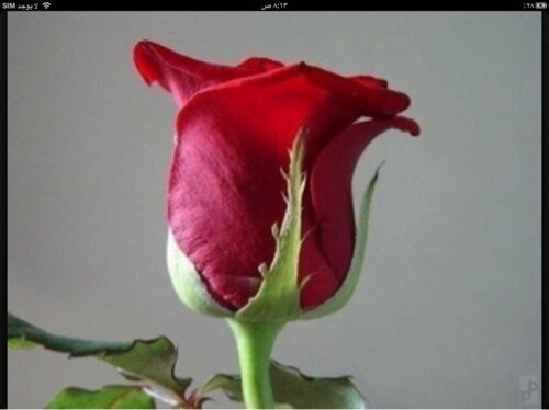 (كيكnyhty575)-(BBM. nyhty575) (سنابnyhty575)