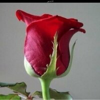 يوسف 1 kw (@nyhty575) 's Twitter Profile