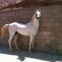 عبادي الشاردي (@0542667397A) Twitter