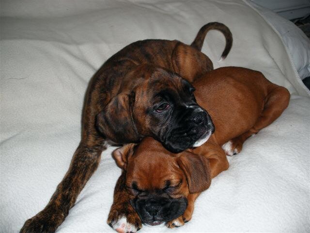 Owned by 5 lovely Boxer dogs - puppies Lexi,Livvy & Lotte with our darling Lily & Darcy both now at the Rainbow Bridge🌈, We love them more than life!