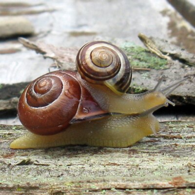 The Snail Wrangler (@snail_wrangler) / Twitter