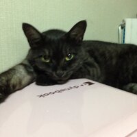 みろ (@3361) 's Twitter Profile