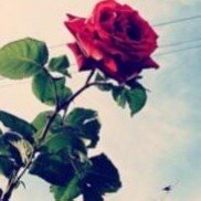 I have dreams bigger than this world..عاشقة للحياة باحثه في التنمية الذاتيه،أعبر عن مايزعجني وماأحب بالكتابة 
أحفظوا أسمي جيداً فـ سيكون لي شان ذات يوم..!