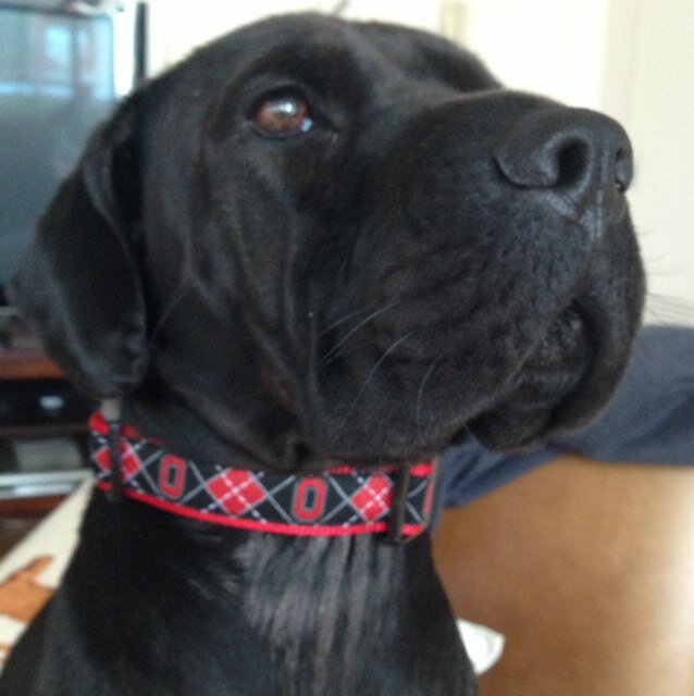 HSCIBELLI's profile picture. uptown pup